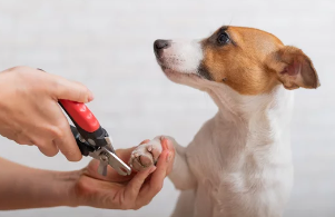 강아지 발톱깎는 모습/출처:어도비스톡