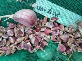 쪽마늘 재배 파종 깊이 흑비닐 피복 월동 준비_11