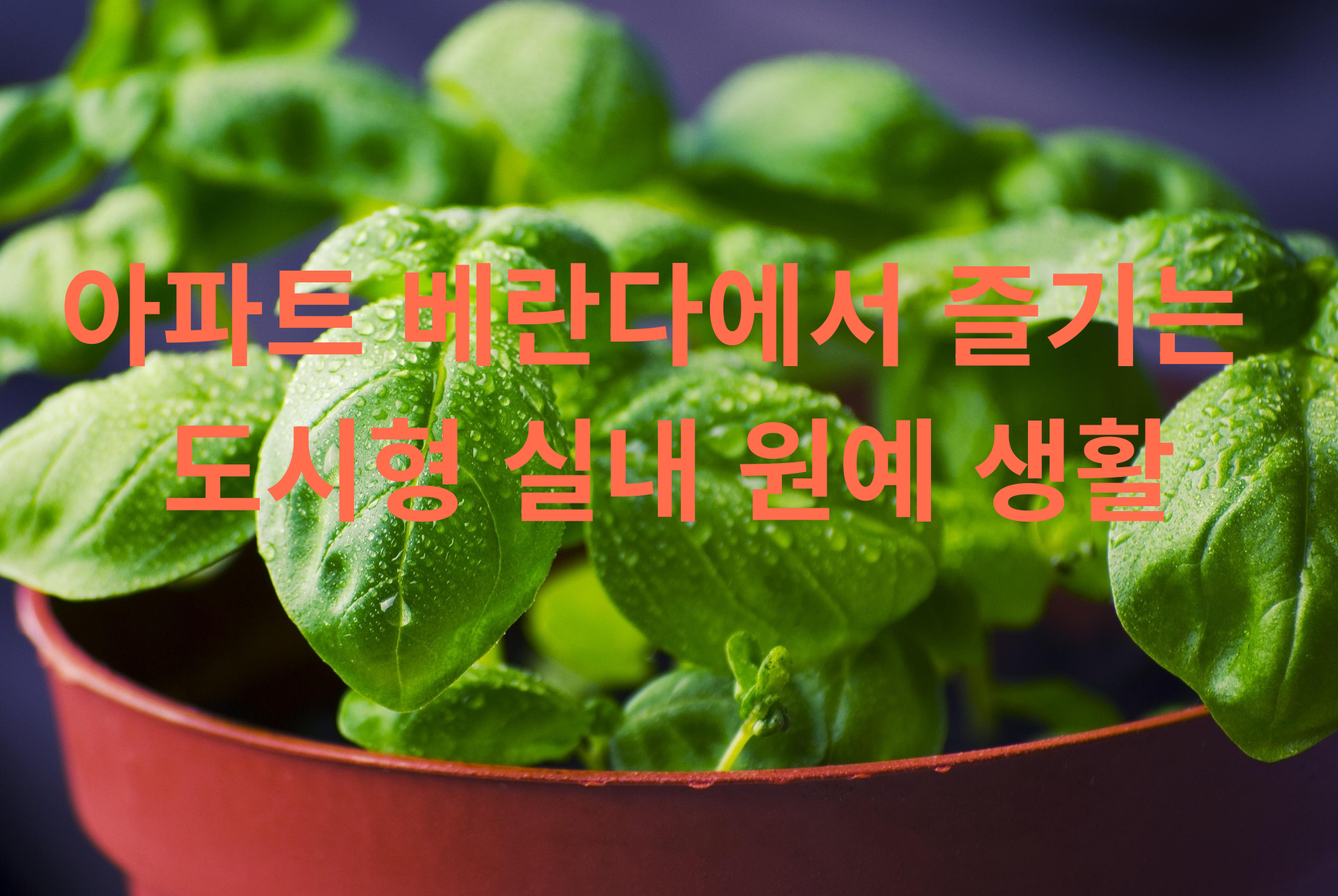 아파트 베란다에서 즐기는 도시형 실내 원예 생활