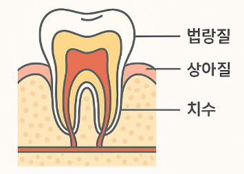 치아의-구조