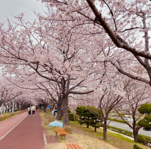 삼락공원 벚꽃