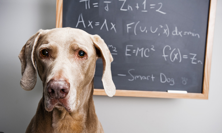 과학으로 본 강아지의 지능 이미지