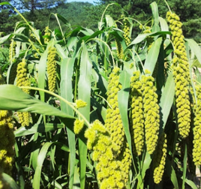한국의 떡 종류 조망댕이(차조떡)-차조