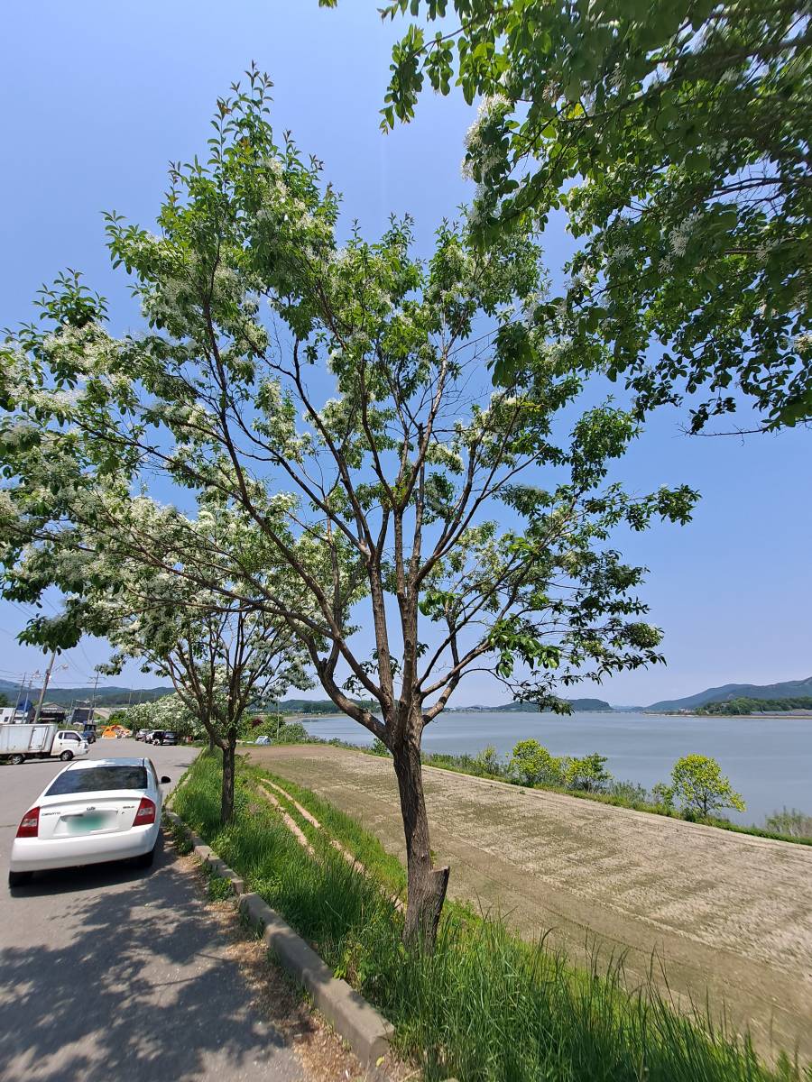 선원면 자동차와 이팝나무