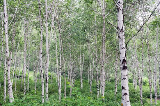 서울근교 갈만한곳 당일치기 여행 양평 - 두물머리, 구둔역, 두메향기, 들꽃수목원, 서후리숲, 세미원, 쉬자파크, 양떼목장, 용문산관광지, 중미산천문대, 오르다온