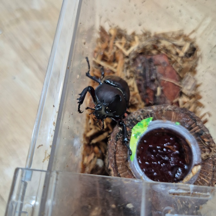 장수풍뎅이 탈출