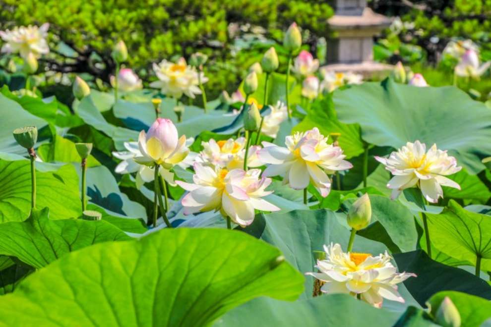 세미원 연꽃문화제