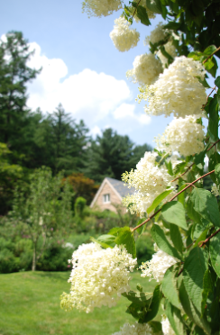 제주 휴애리 수국축제
