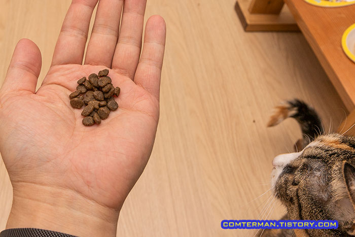 오리젠 식스피쉬 사료 알갱이 크기