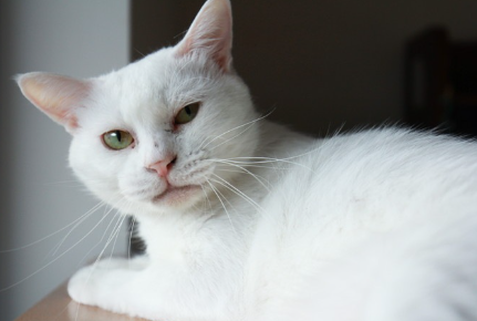 눈에 염증이 있는 고양이.