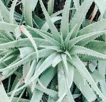 역류성식도염에 좋은 음식 영양제 식단