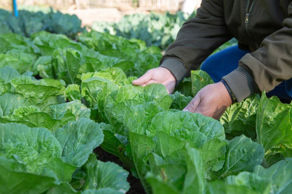 배추 먹는방법
배추 영양분
배추 영양소
배추 검은반점