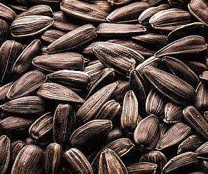 지방 분해 효소인 리파아제가 들어 있는 해바라기씨