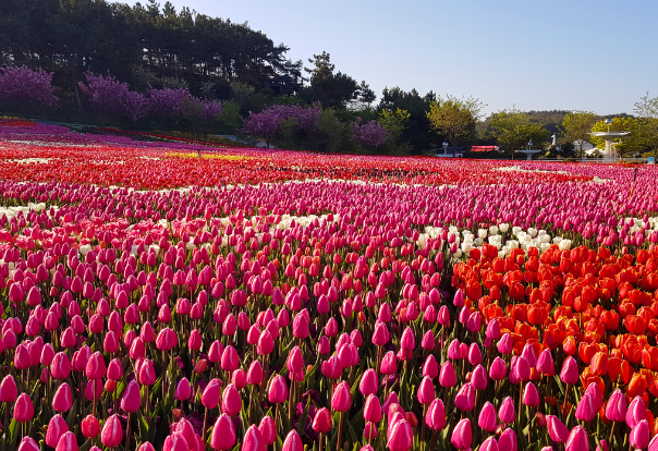 세계튤립꽃박람회