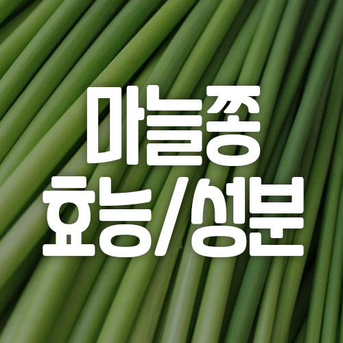 마늘쫑 효능 성분