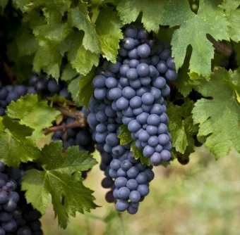 머루포도 효능키우기제철머루포도주 담그기먹는 방법보관 방법 안내_20