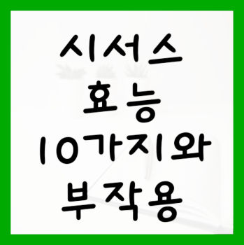 시서스-효능-10가지-및-부작용-대표사진