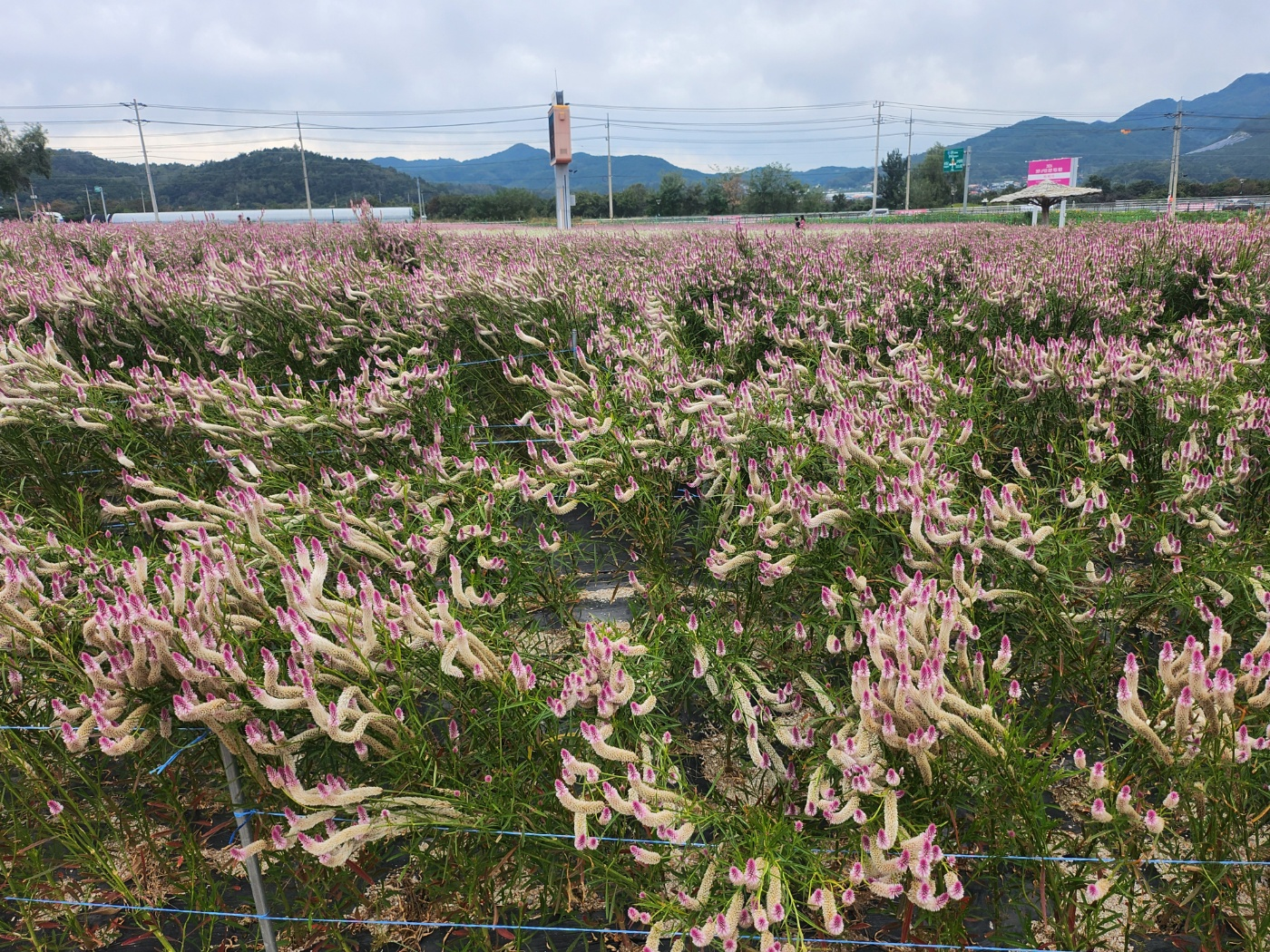 강원도가볼만한곳
