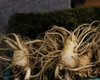 풍기인삼축제_16