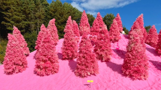 2025 허브아일랜드 핑크뮬리축제 일정, 교통, 맛집 사진