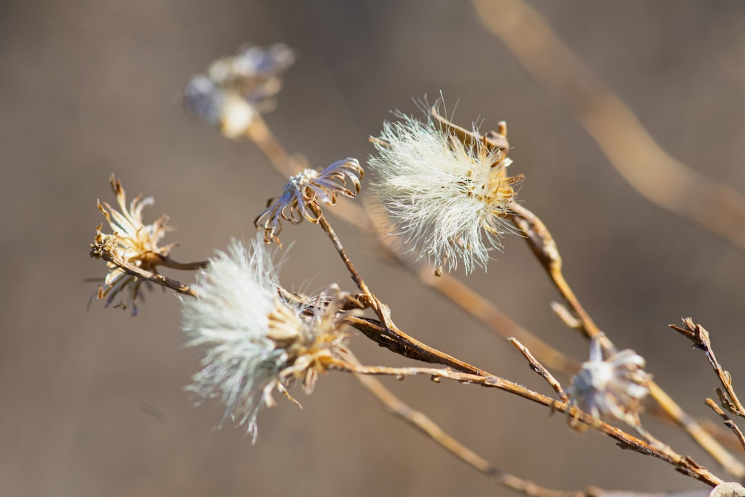 Dormant