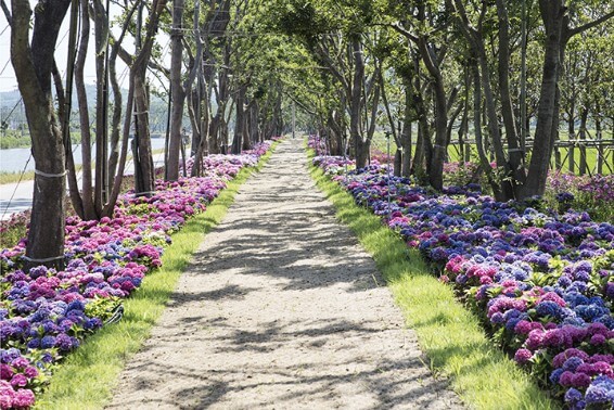 도초도 수국축제