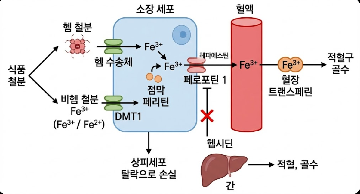 커피가 철분 흡수를 방해하는 이유