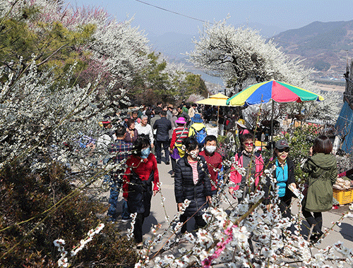 매화축제