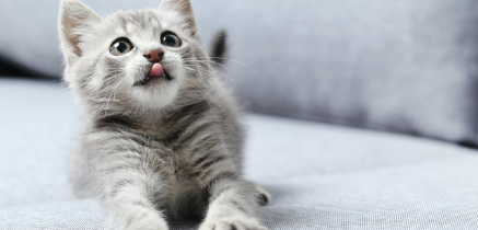 고양이