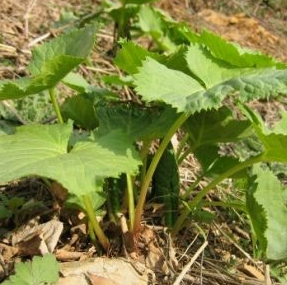 곰취나물 효능 부작용 고르는법 먹는법 칼로리