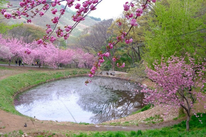 서산 문수사 겹벚꽃