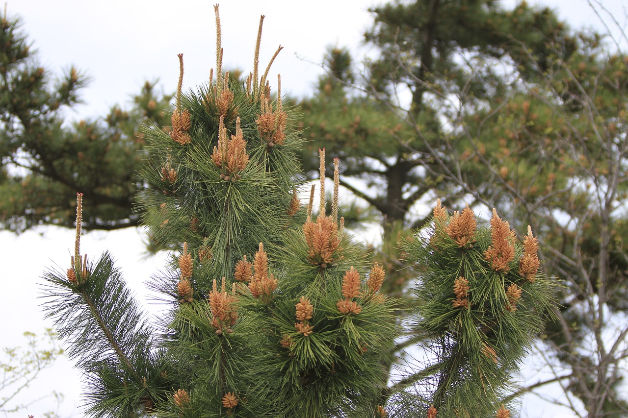 송화가루 알레르기 예방법
