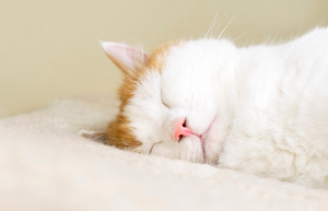 옆으로 누워 자는 고양이