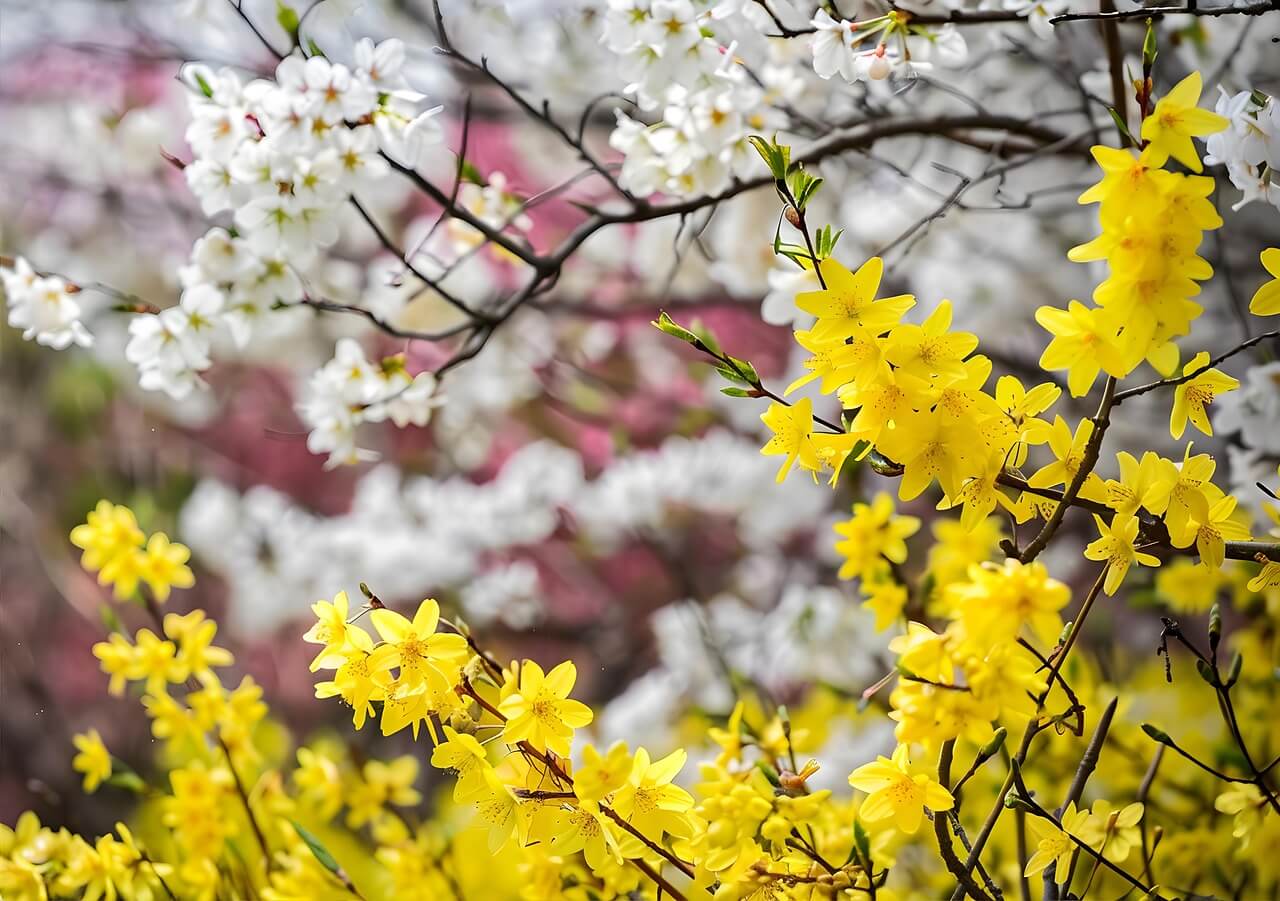 응봉산 개나리축제 기간