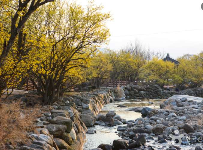산수유 