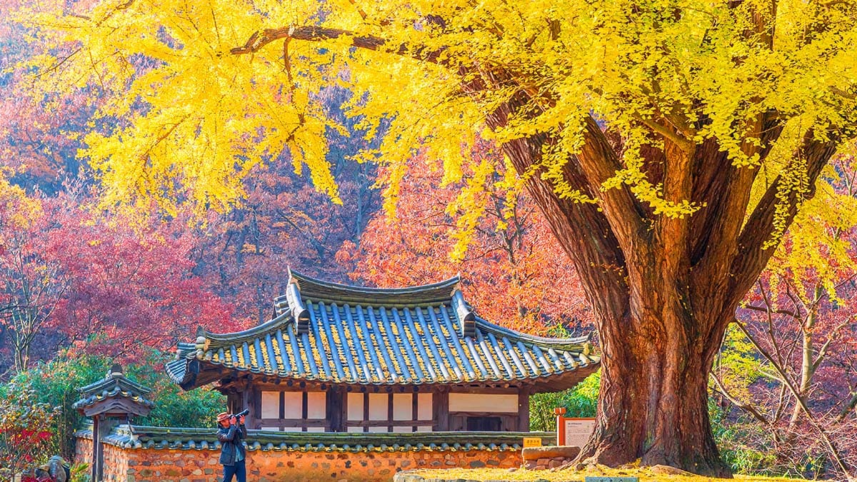 운곡서원 은행나누