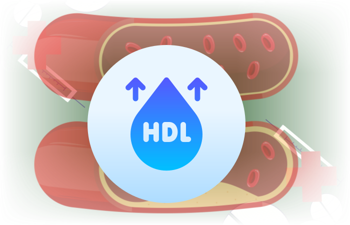 HDL-콜레스테롤을-그림으로-표현한모습