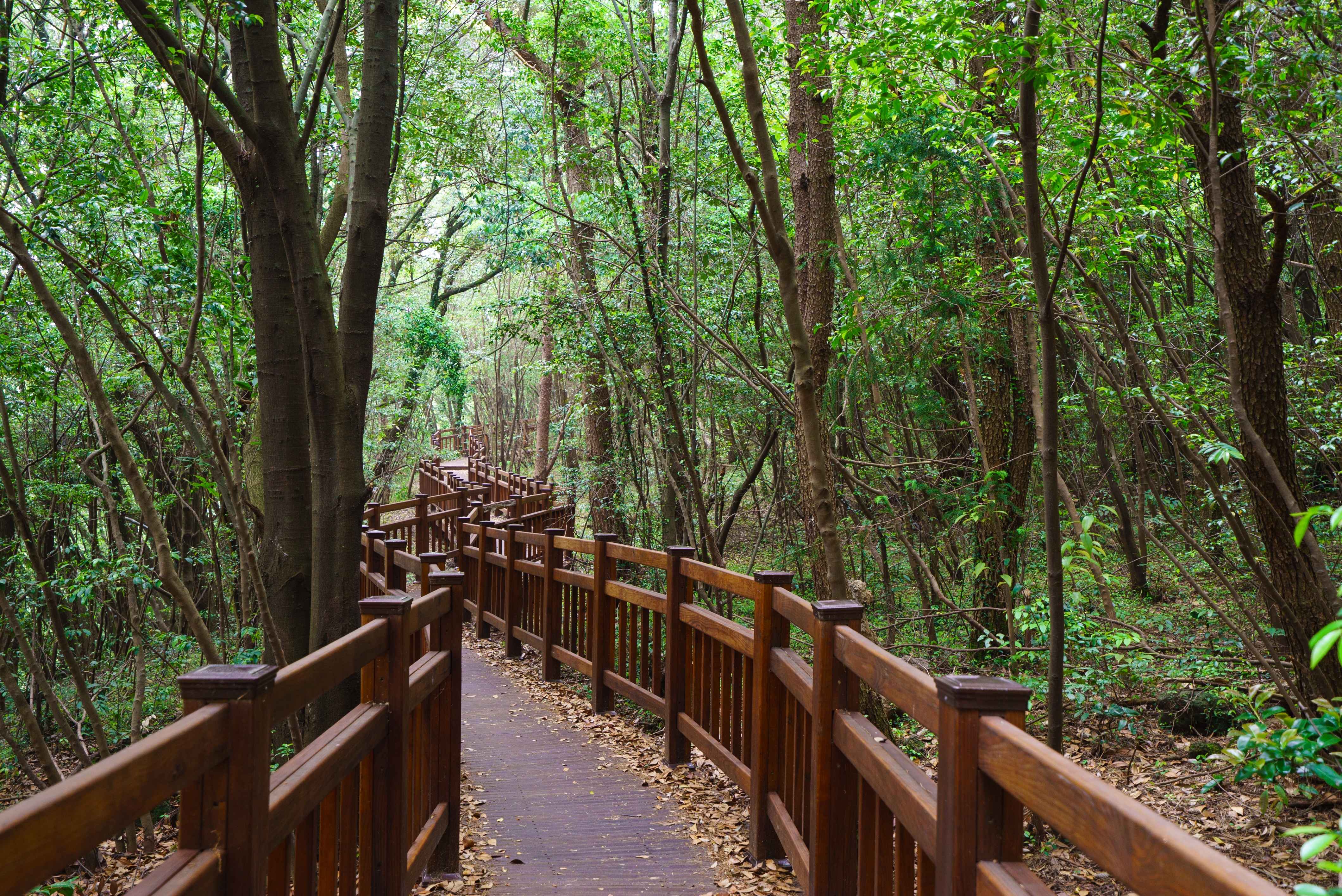 제주 돈내코 원앙폭포 사진