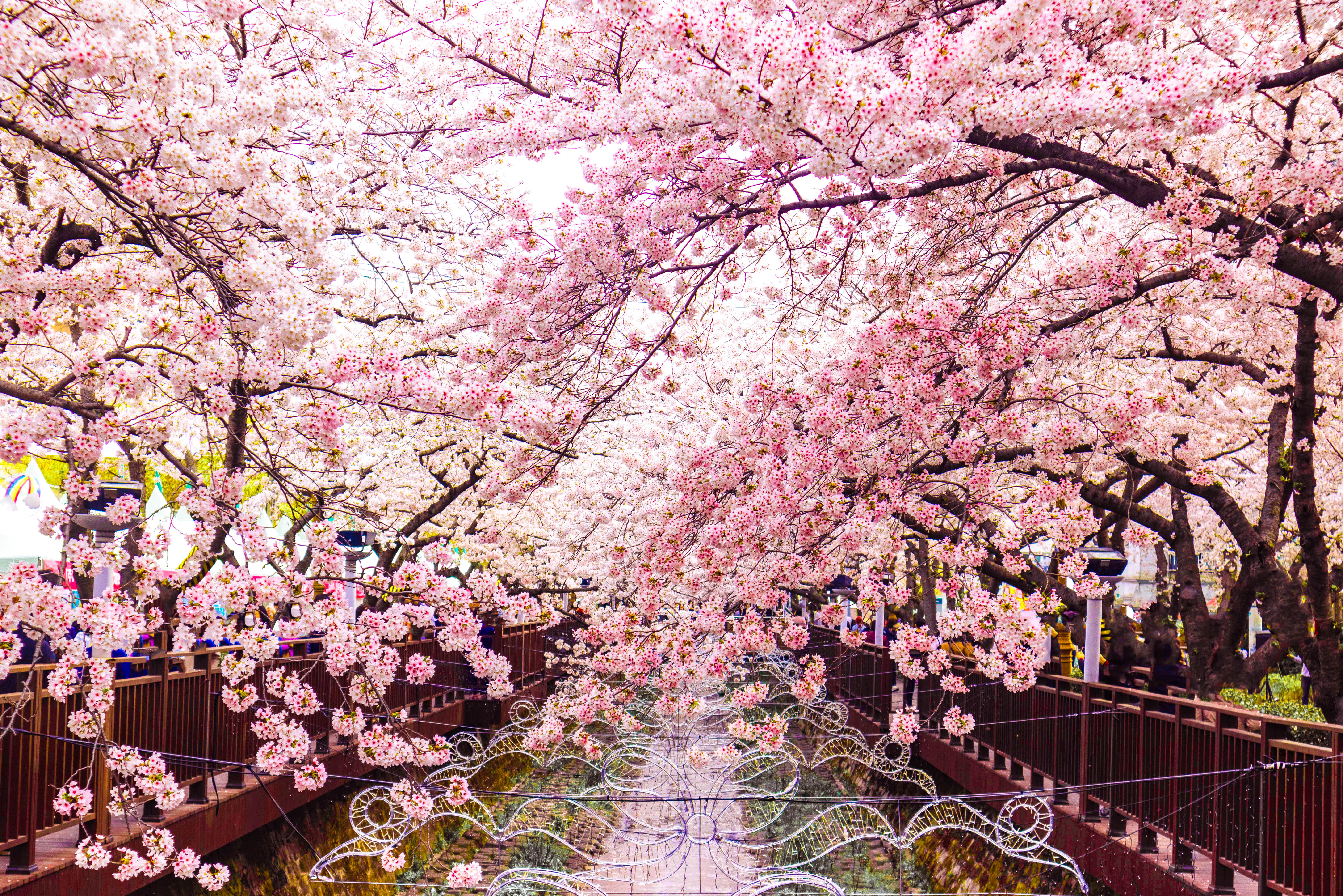 벚꽃 성지&amp;#44; 진해 군항제! 경화역&bull;여좌천 필수 코스 가이드