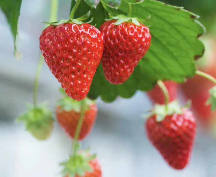 아직 따지 않은 딸기