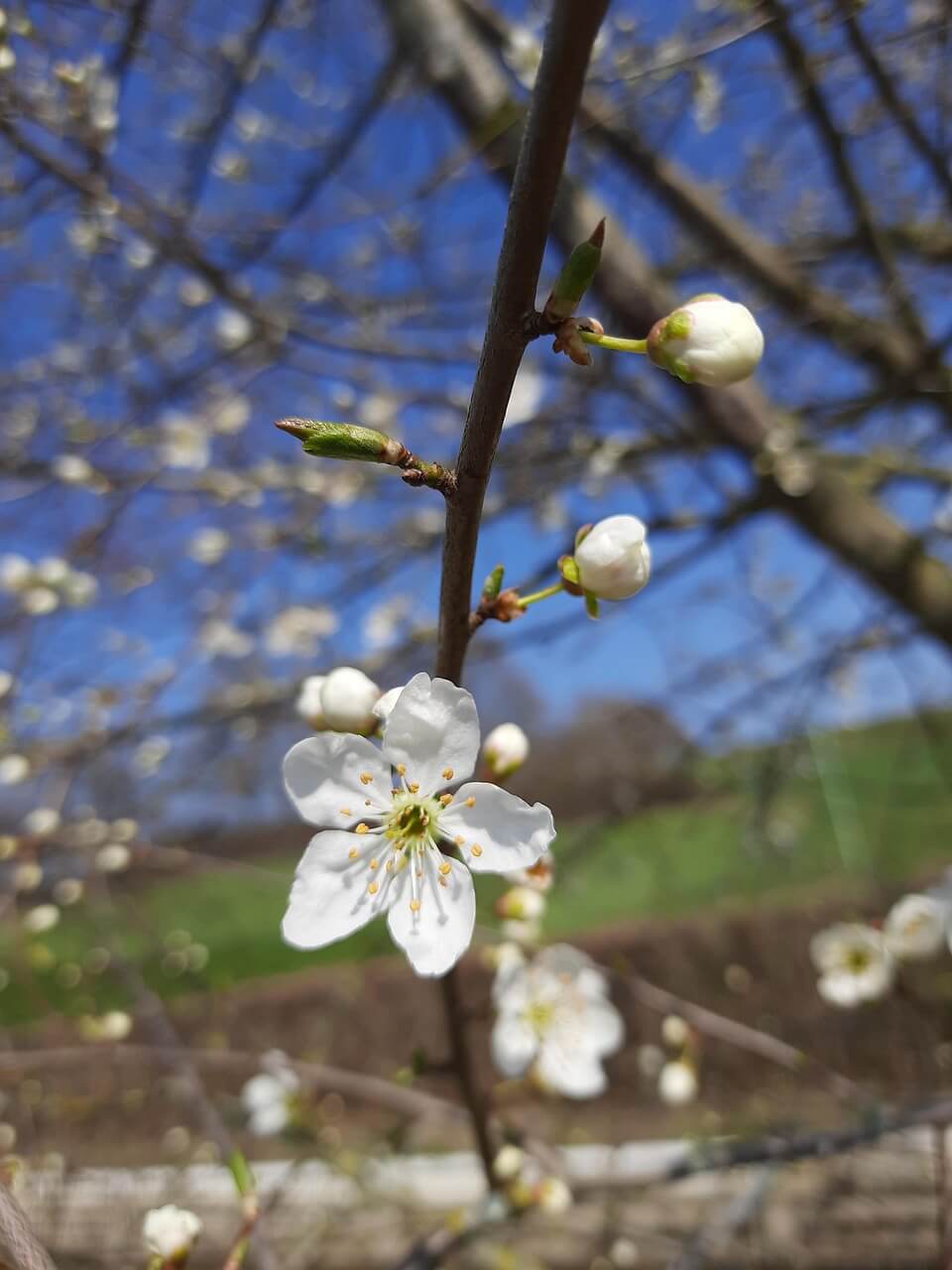 보은 벚꽃길 축제