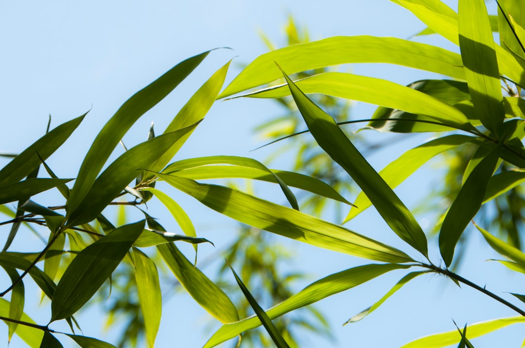 Bamboo