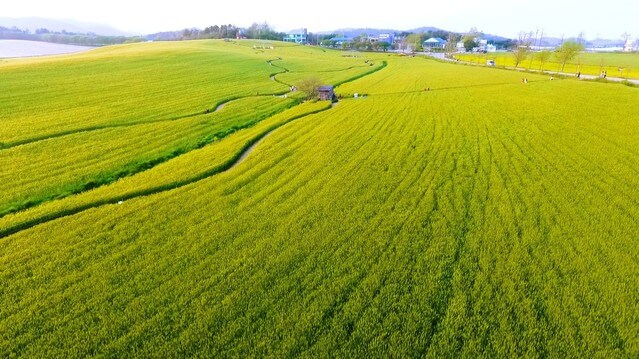 고창 청보리밭 축제