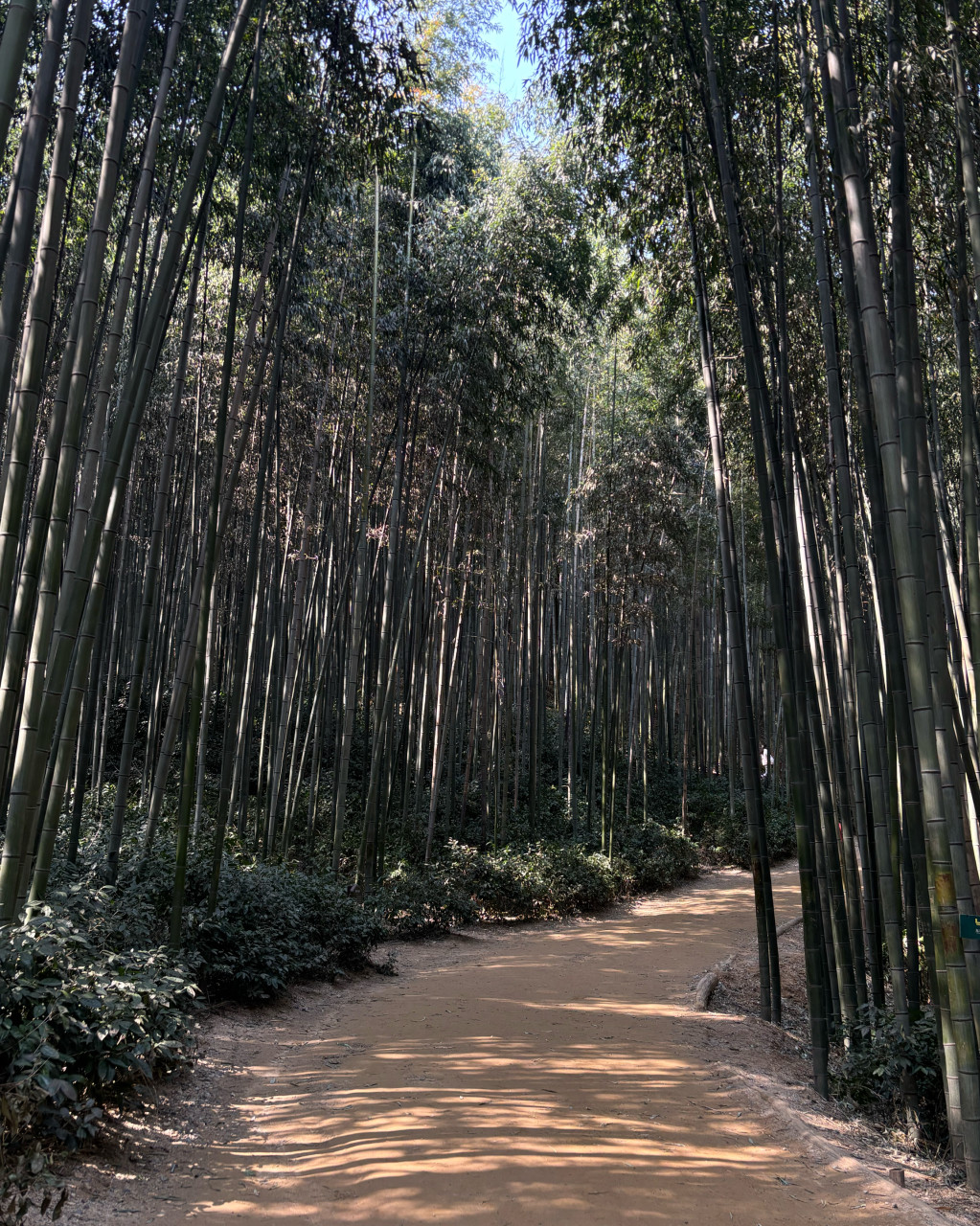 [5월 축제]2025년 담양대나무축제❘기간, 일정, 프로그램, 죽녹원