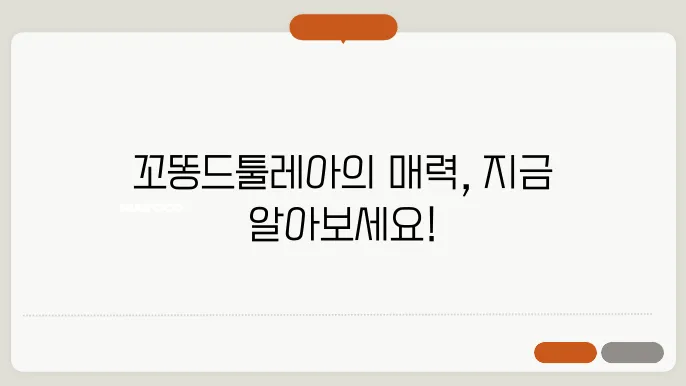 꼬똥드툴레아분양 활발한 친구 목동꼬똥드툴레아분양