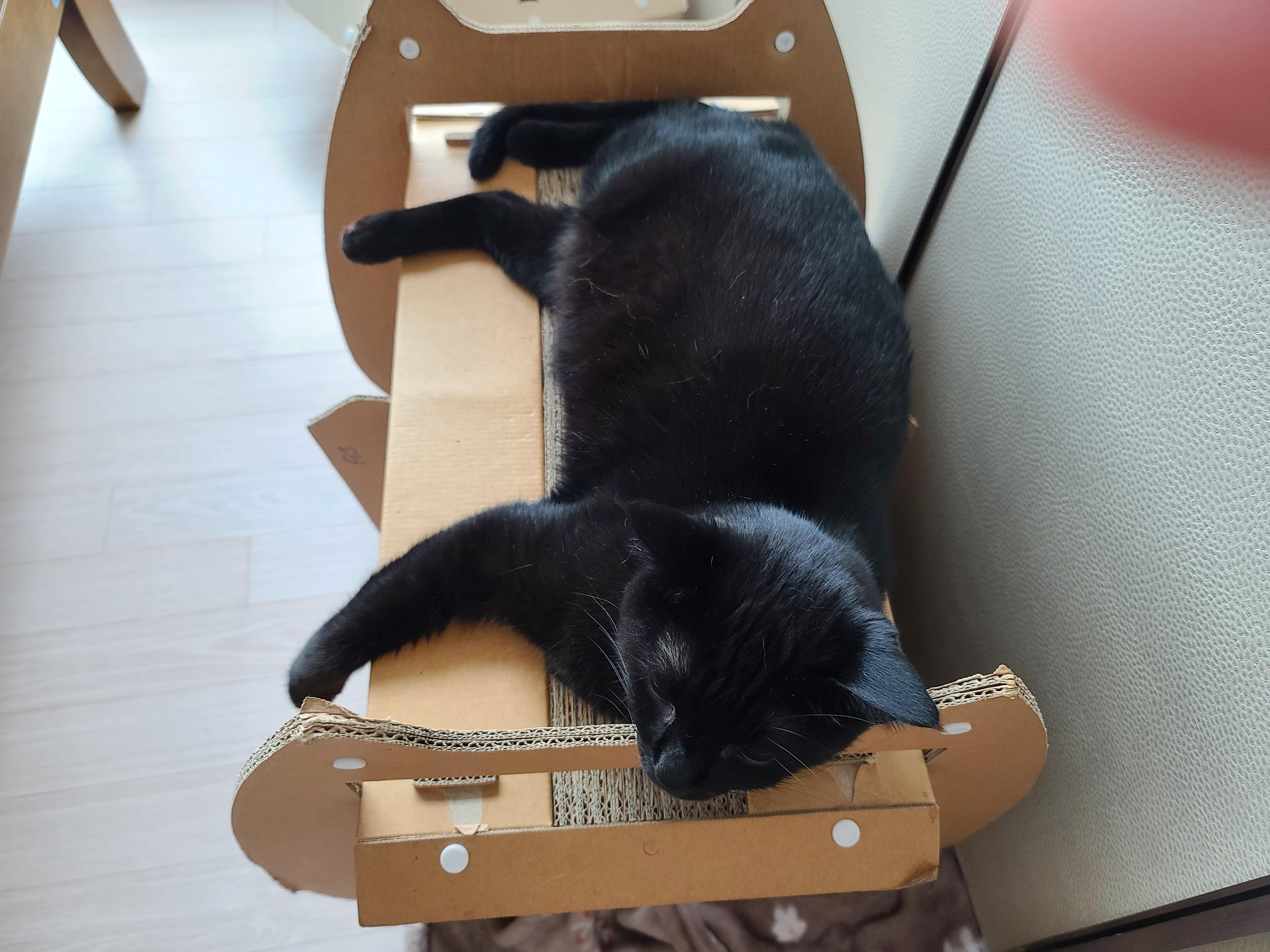 나는야 9마리 껌딱지랑 함께 사는 집사 (feat.블랙푸들 연탄이)