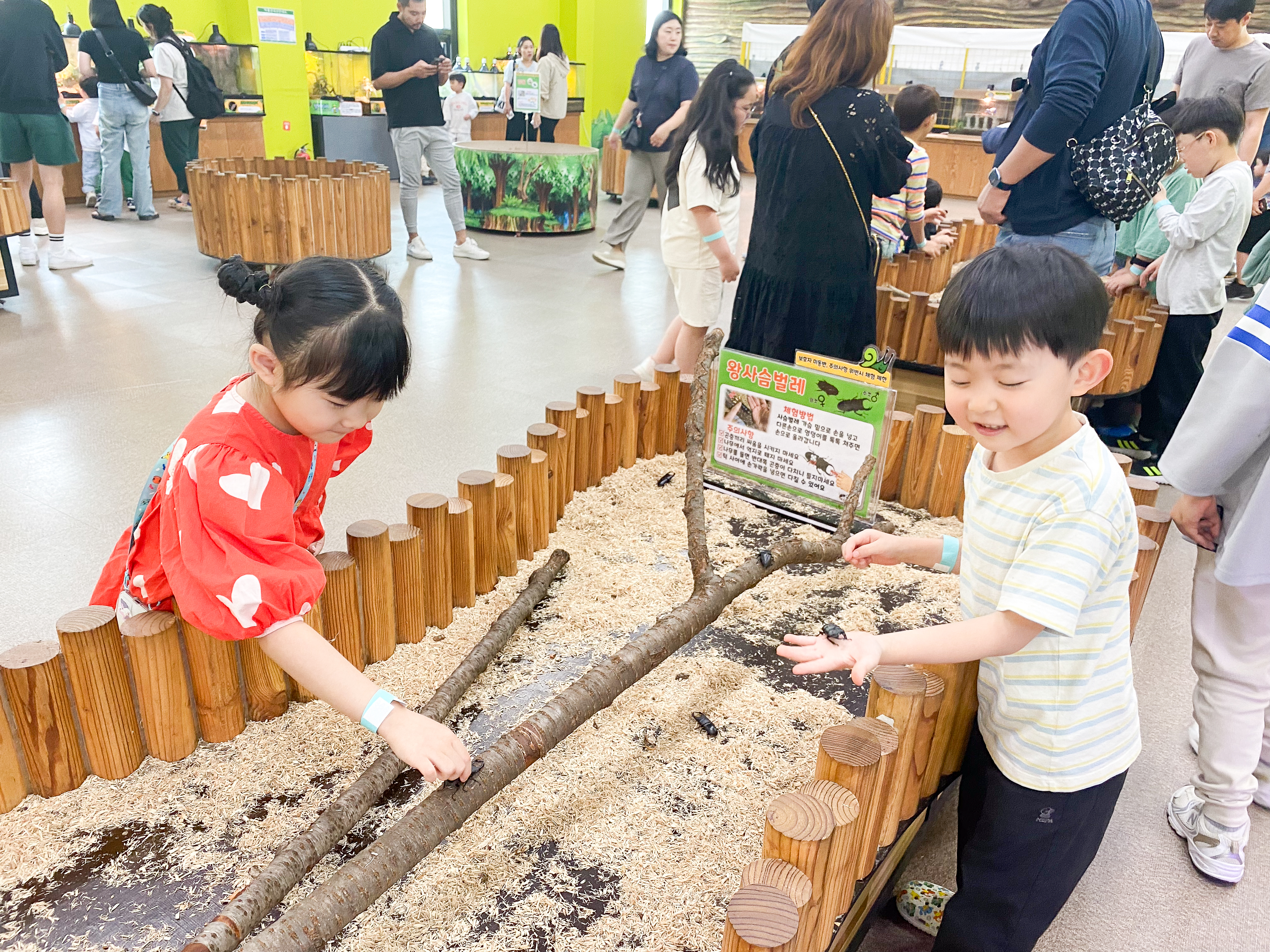 왕사슴벌레 만져보기 체험