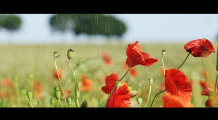프리미어 프로 비오는 효과 rain 2 푸티지