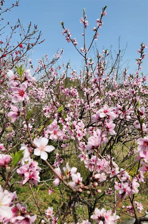 [4월 축제]서울근교 봄꽃 축제❘부천 춘덕산 복숭아꽃 축제❘복숭아꽃 개화가 절정이에요. 맛집 추천