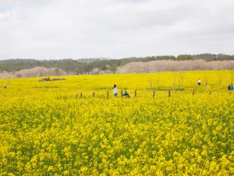 제주 유채꽃 개화 시기 봄 여행 필수 코스_16